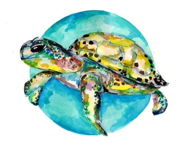 a traditional watercolor painting of a turtle swimming along in front of a blue circle.